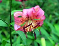 Big pink turkscap flowers